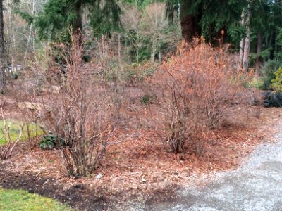 Deciduous Azaleas