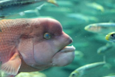 Scary-looking Fish in Sunshine Aquarium photo