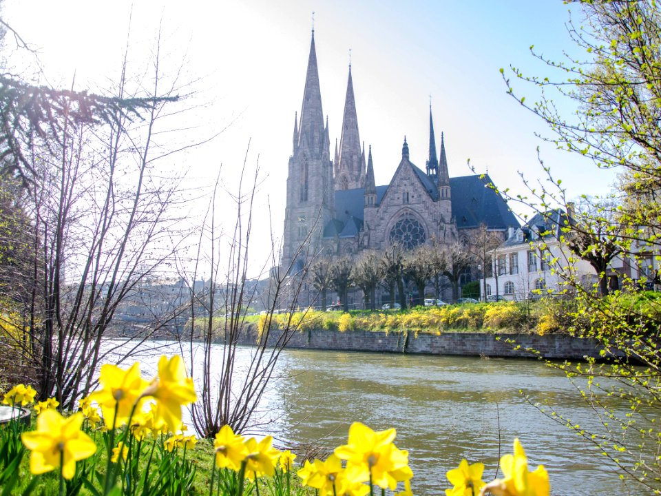 Narcisses aux abords de l'Église Saint-Paul de Strasbourg