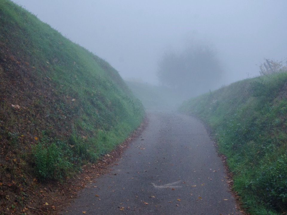 Chemin viticole plus que brumeux photo