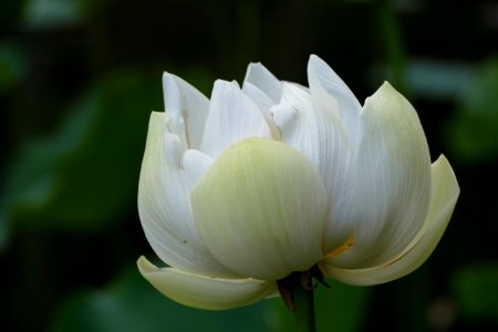 Lotus flower