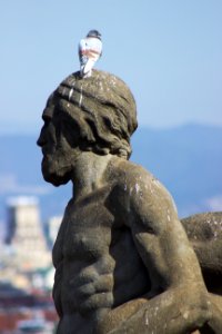 Bird Sitting on Statue, Plaça de les Cascades