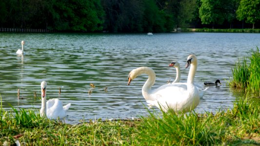 Cygnes du Grand Jard