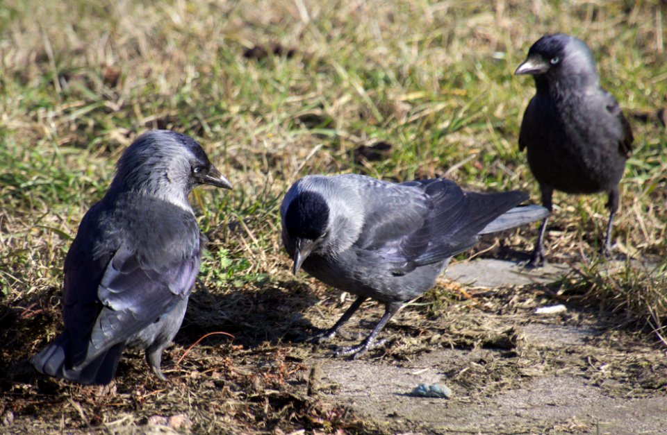 Birds Picking at the Ground near Główny Station, Szczecin, Poland