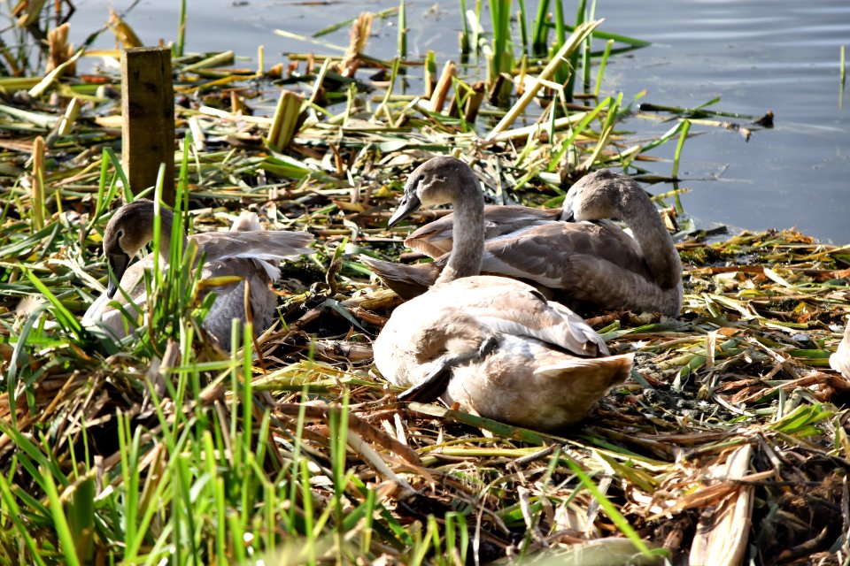 Cygnets at Sprotbrough Flash