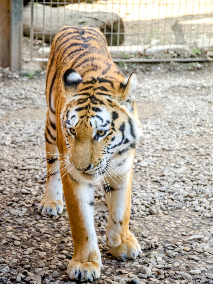 Maman tigre se rapproche