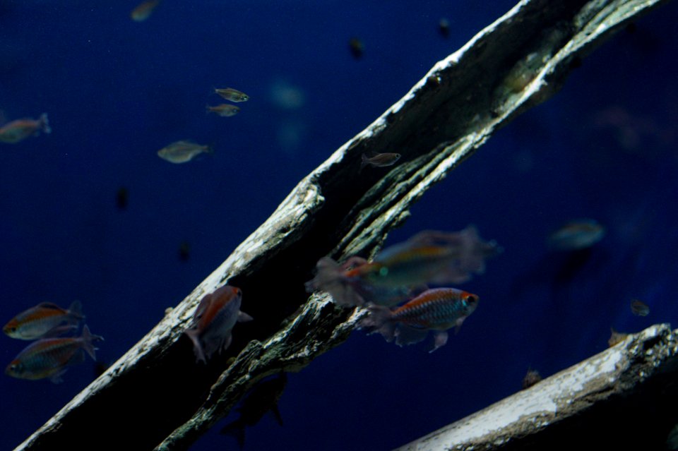 Log and Fish Lit From Above, Sunshine Aquarium