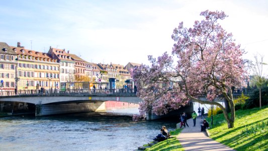 Quai Koch au Magnolia
