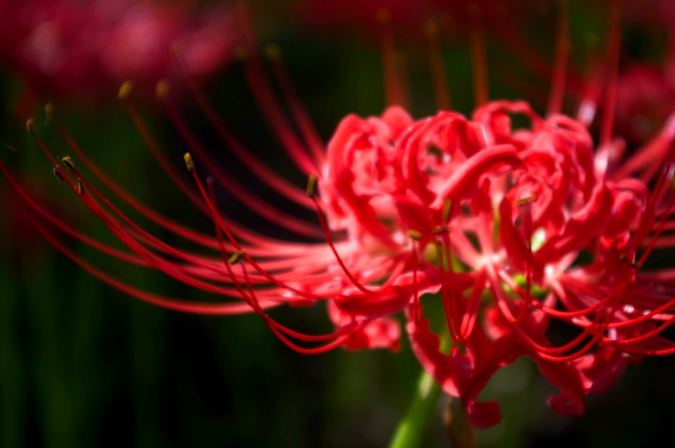 Red spider lily photo