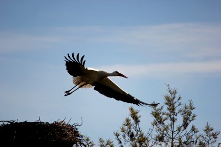 Cigogne photo