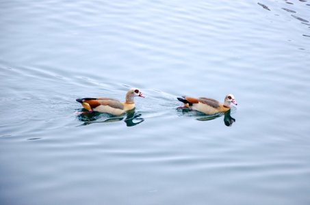 Ouettes d'Égypte dans le bassin d'Austerlitz