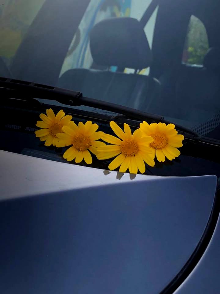 Flowers on the windshield
