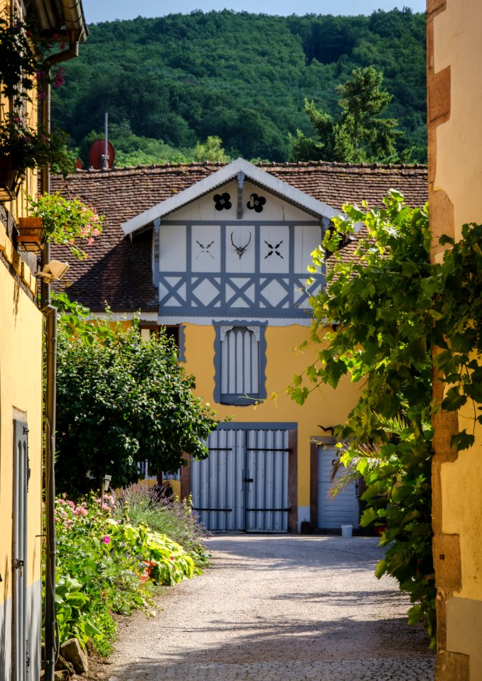 Curiosité au fond d'une cour