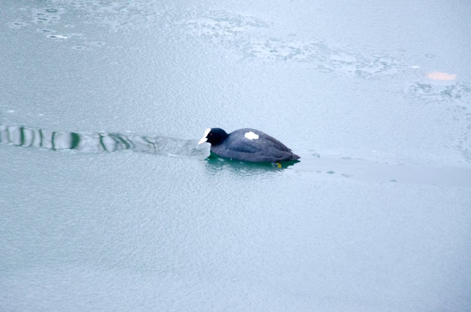 Foulque macroule en couloir