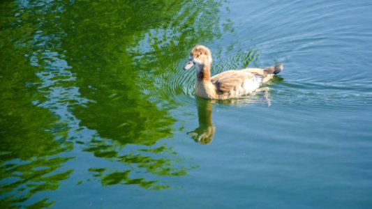 Un cygne adolescent