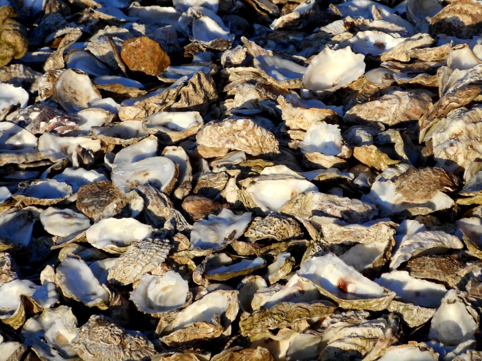 Tas de coquilles d'huîtres