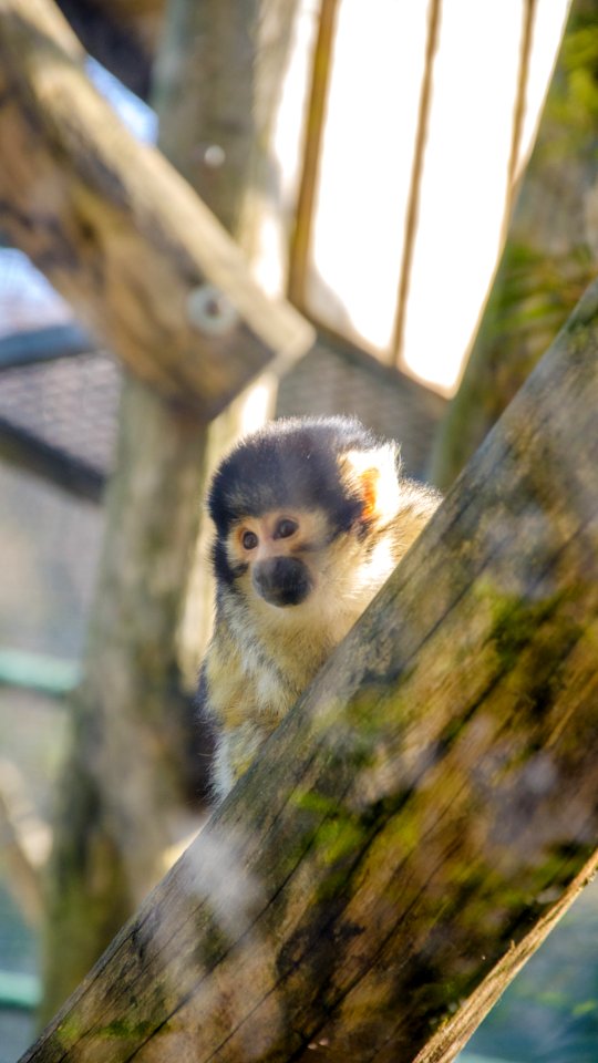Le regard du Singe-écureuil