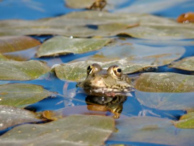 Amphibien