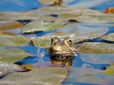 Amphibien photo