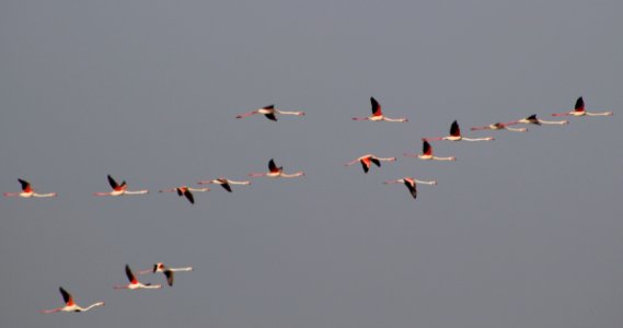 Greater flamingoes in flight photo