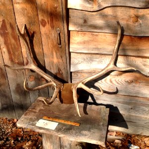#5. Elk antlers-$150