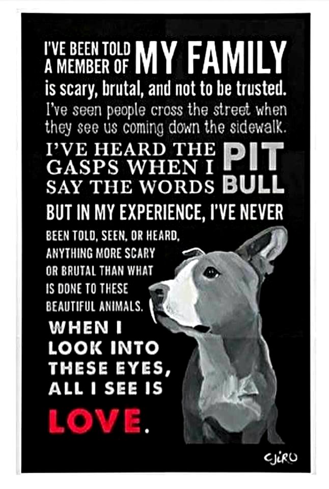 Pit Bull Press - Memes