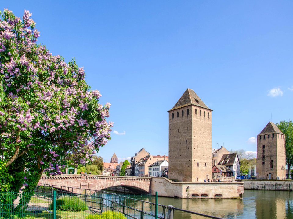Lilas des ponts couverts