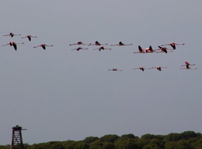 Greater flamingoes in flight past osprey nest platfrom photo