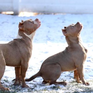The Pit Bull Press - Pit Bull Photos