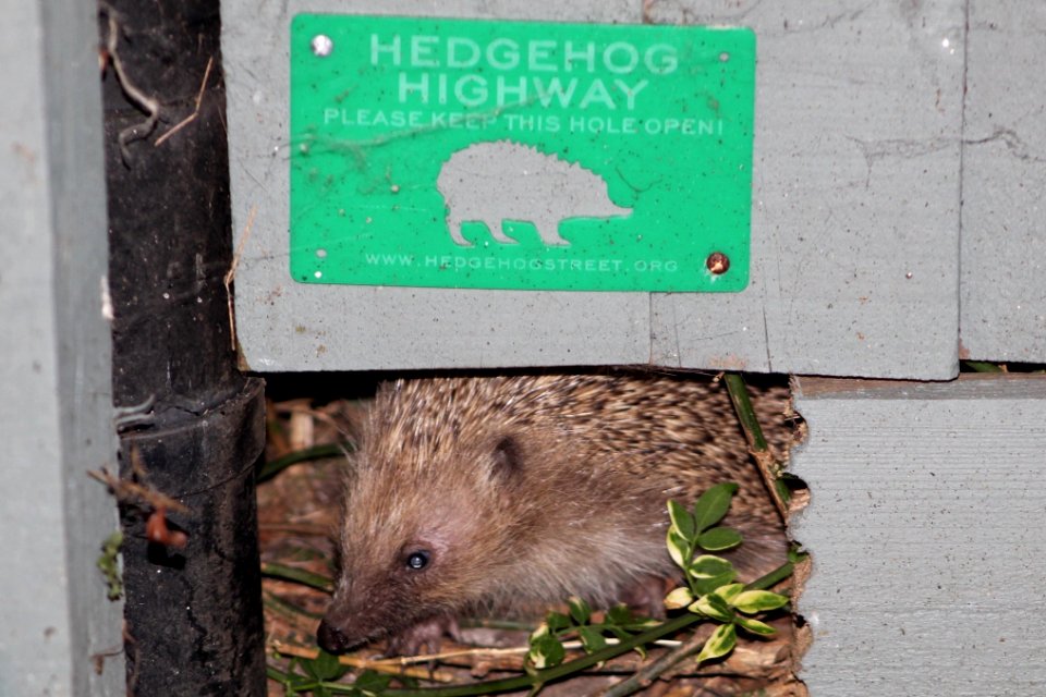 Using the Hedgehog Highway from next door's garden