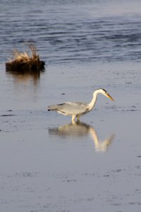 Grey heron photo