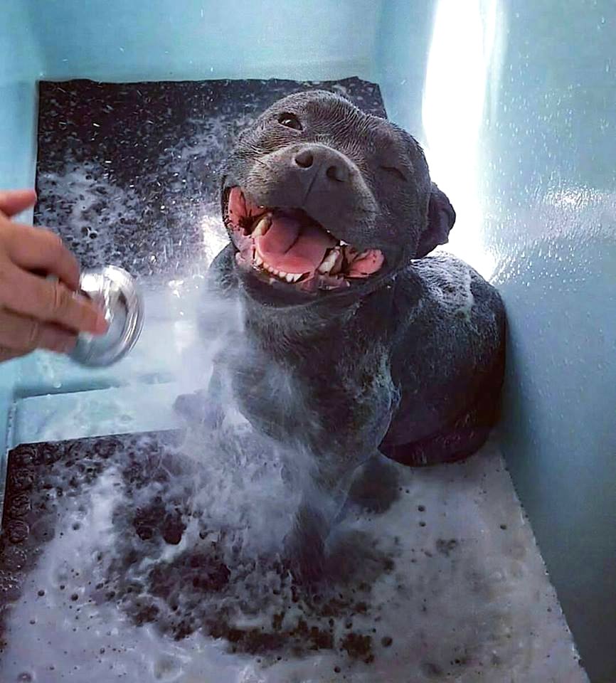 The Pit Bull Press - Pit Bull Photos
