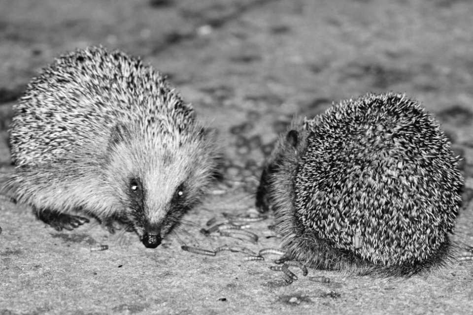 Young hedgehogs feeding