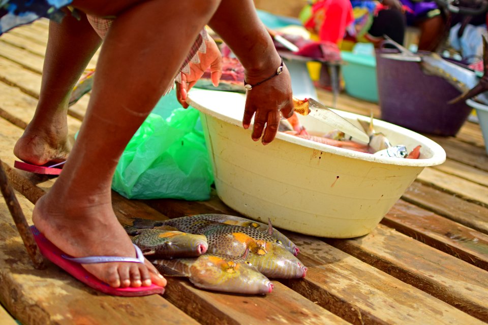 Cape verde women cleaning fish