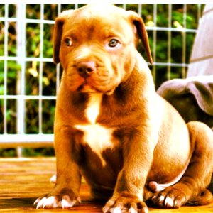 The Pit Bull Press - Pit Bull Photos
