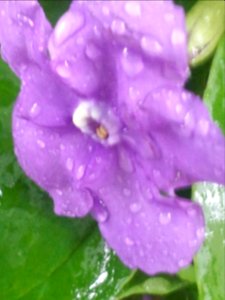 Purple rain.