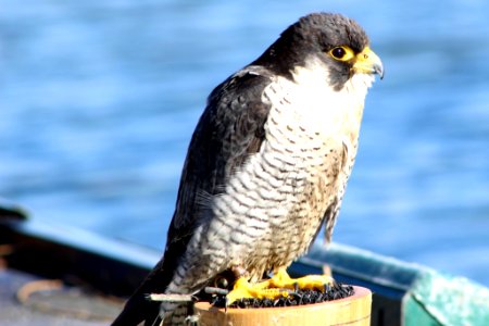 Canal barge peregrine 21/03/17