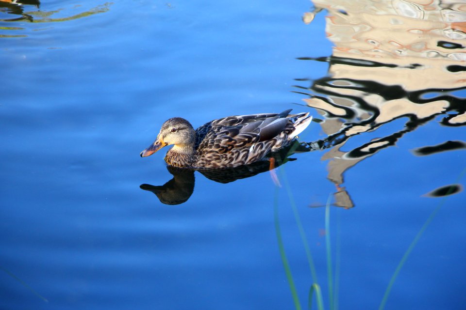 Canard à bec jaune