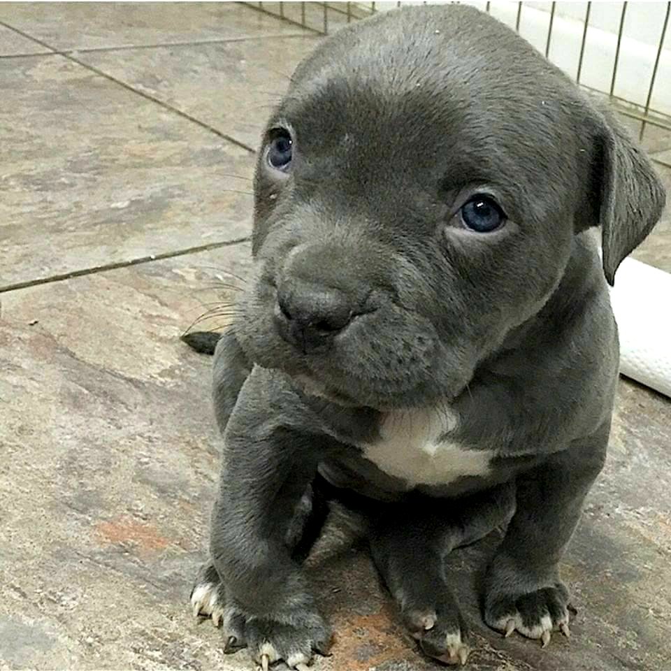 The Pit Bull Press - Pit Bull Photos