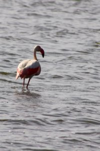 Greater flamingo photo