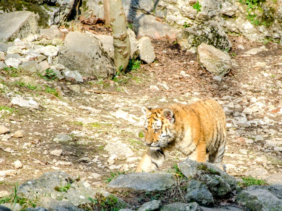 Tigreau téméraire