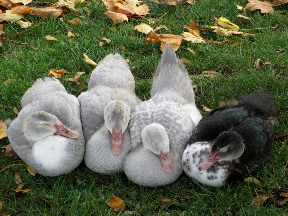 Muscovy ducklings huddle 27/10/16