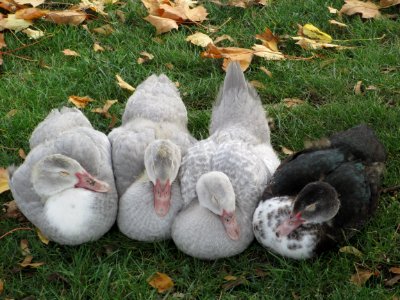 Muscovy ducklings huddle 27/10/16