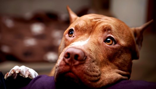 The Pit Bull Press - Pit Bull Photos