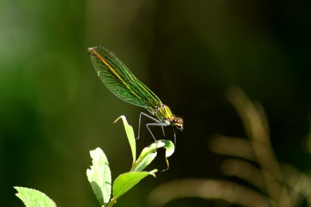 libellules en série (2) photo