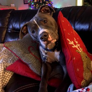 The Pit Bull Press - Pit Bull Photos
