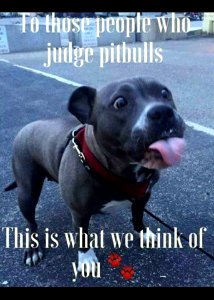 Pit Bull Press - Memes