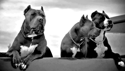 The Pit Bull Press - Pit Bull Photos