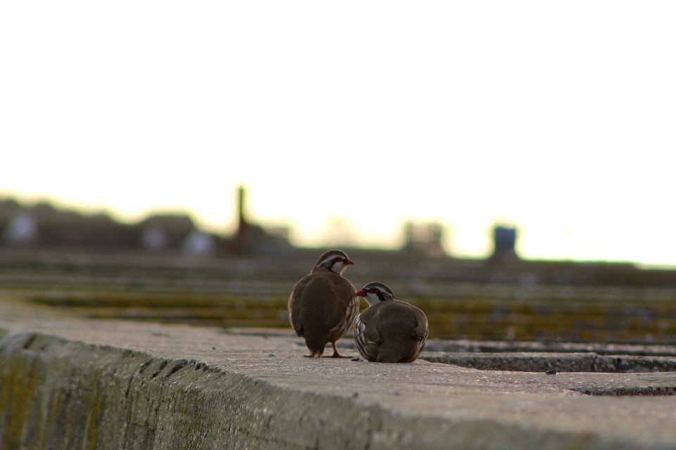 Red-legged partridges, Walberswick