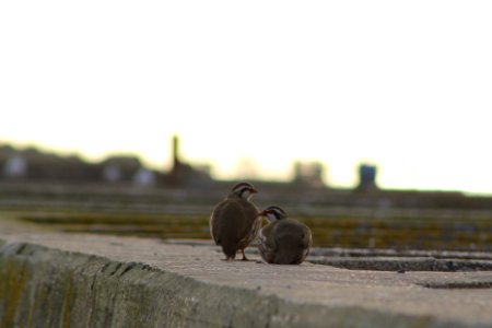 Red-legged partridges, Walberswick
